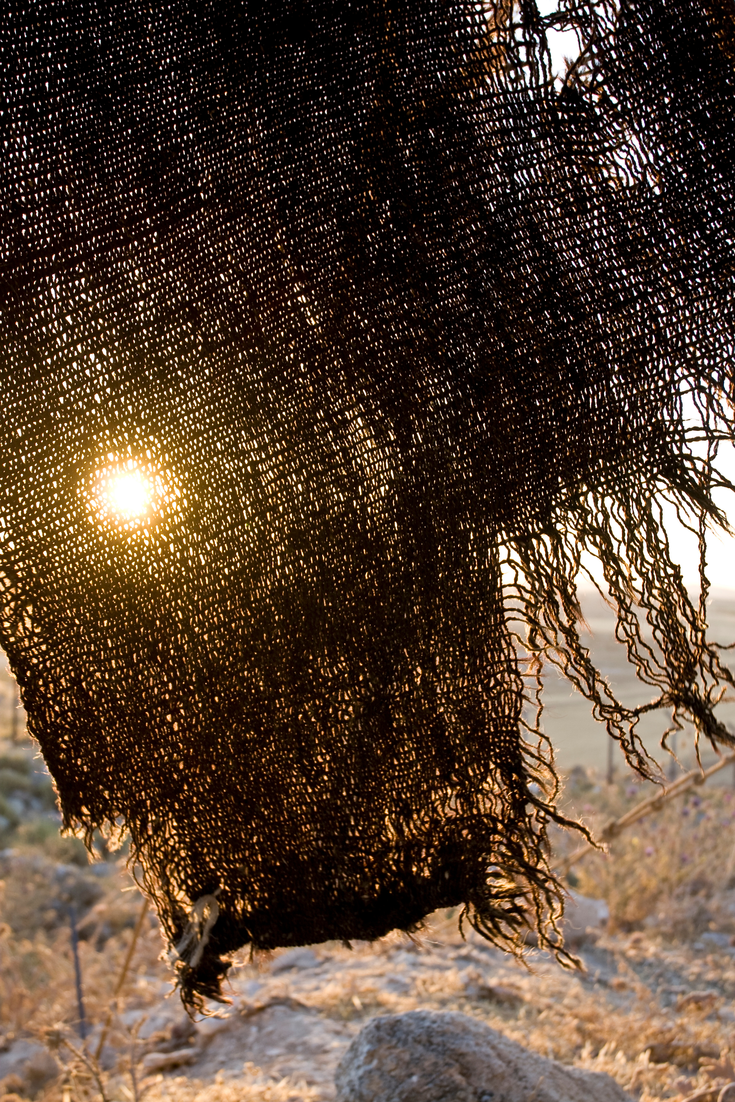 Sunrise Through Goat Hair