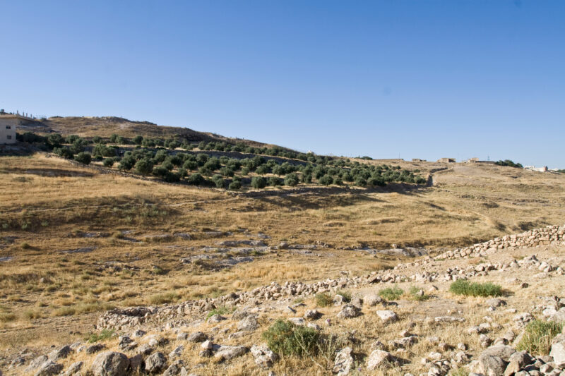 Olive orchard — Jordan, Hesban, Olive, Orchard, tree