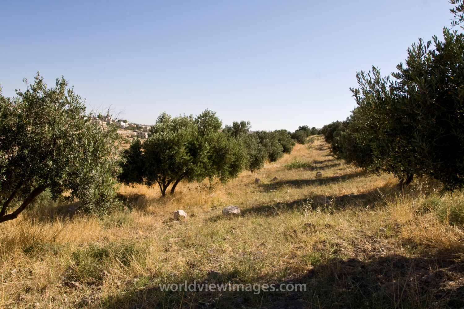 Olive Orchard