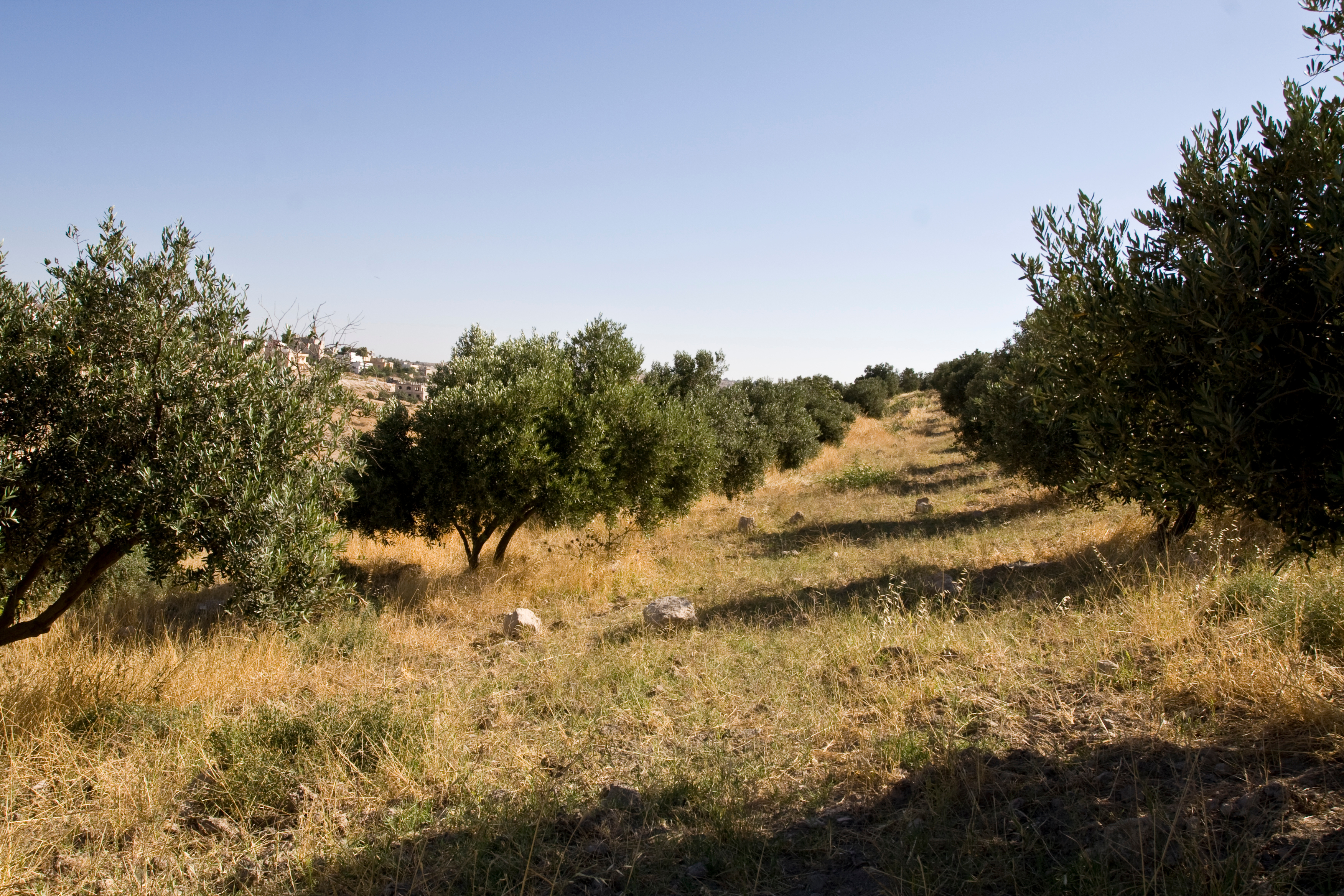 Olive Orchard
