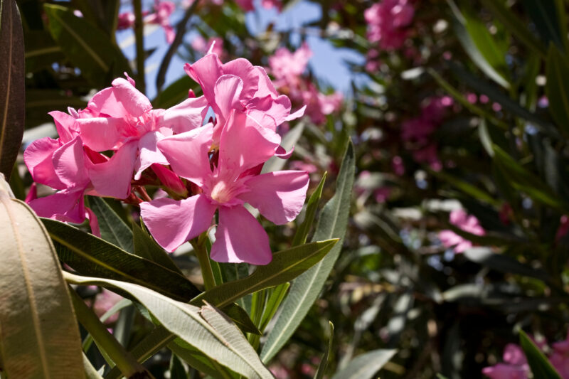 Flowers of Jordan — Archaeology, Jordan