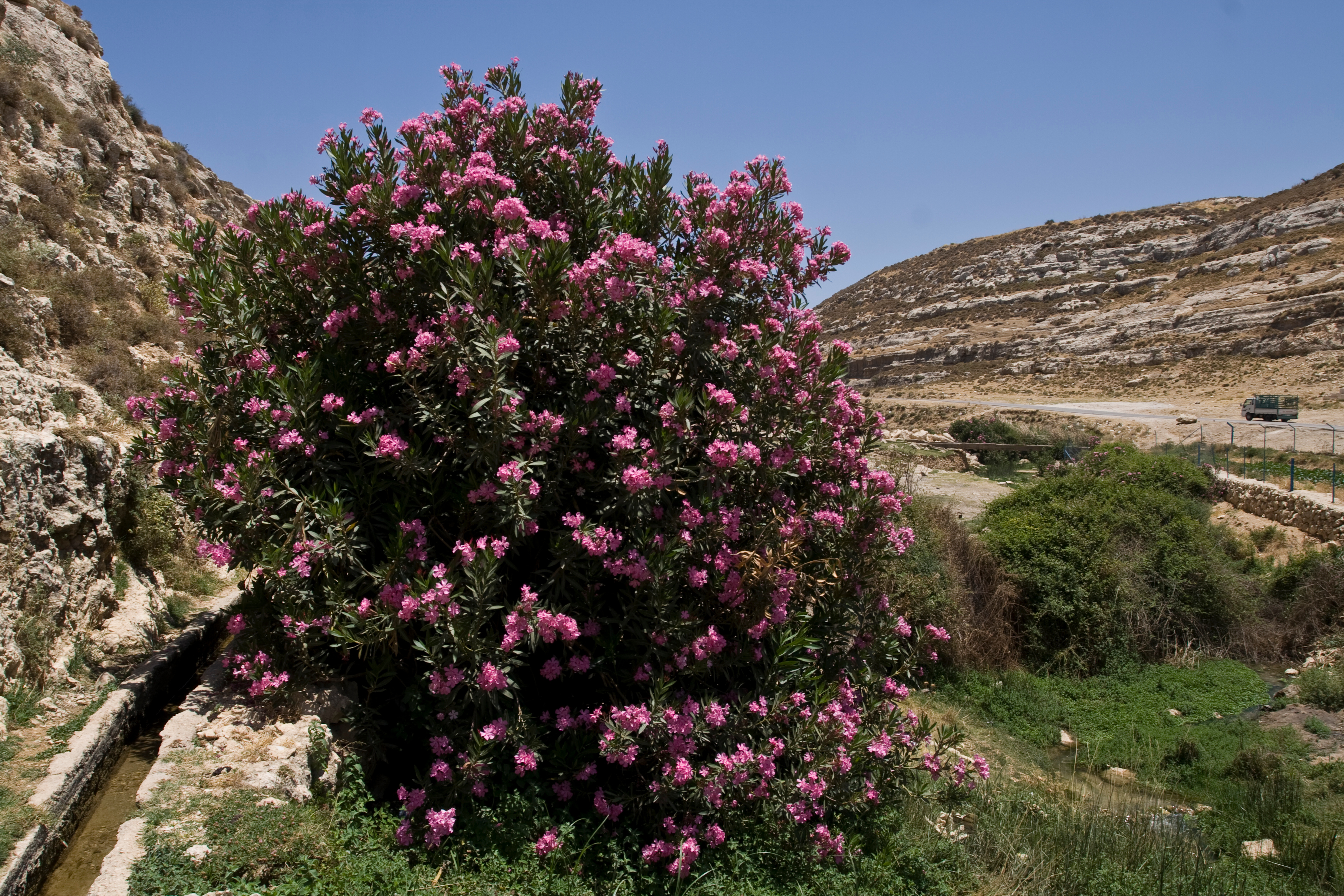 Irrigation in Jordan