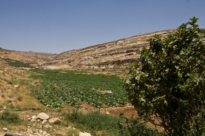 Agriculture in Jordan — With irrigation from a nearby spring, farmer is able to grow vegetables through the dry season in Jordan — Jordan, irrigation, garden...