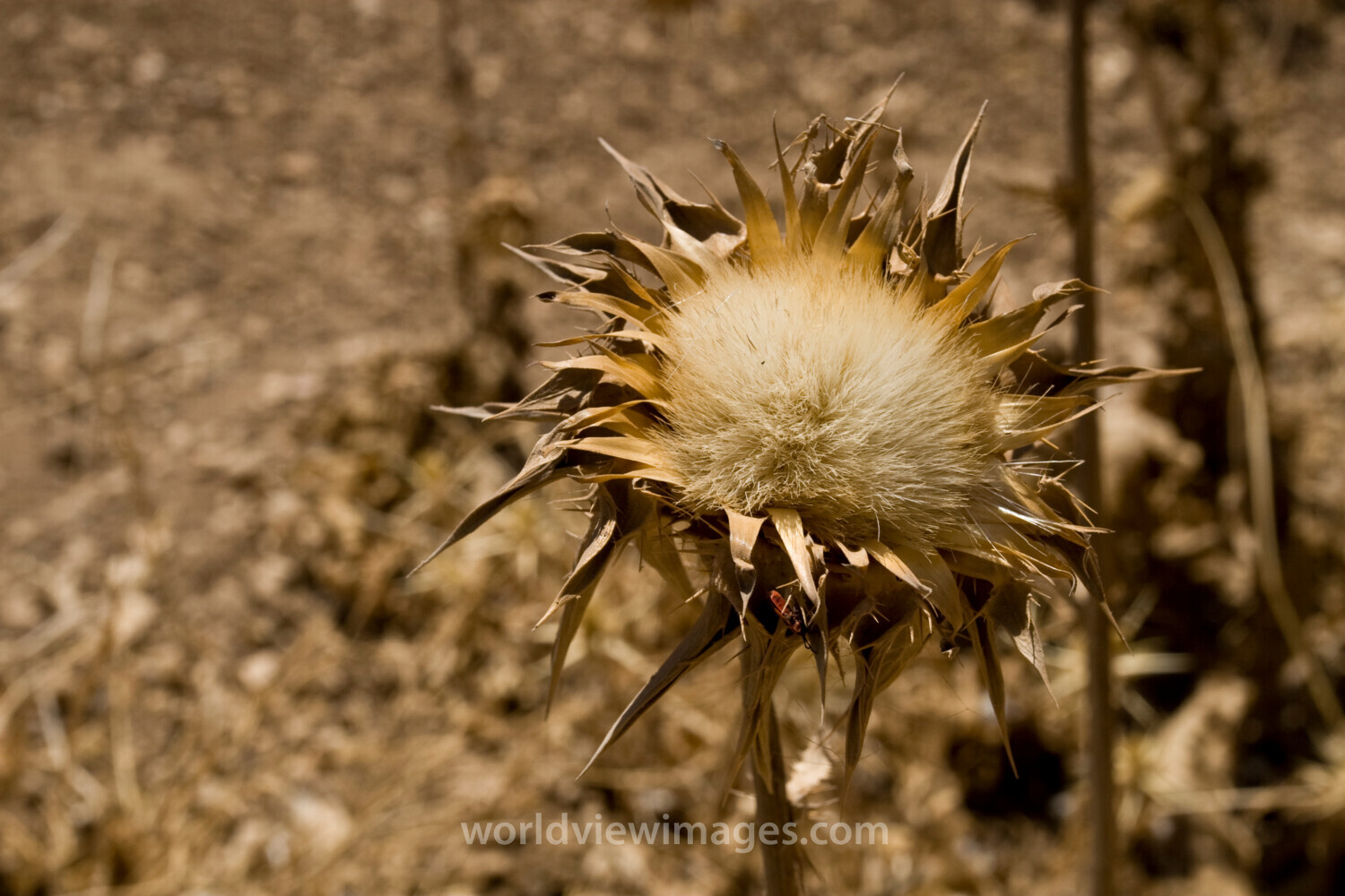 Dry Thistle