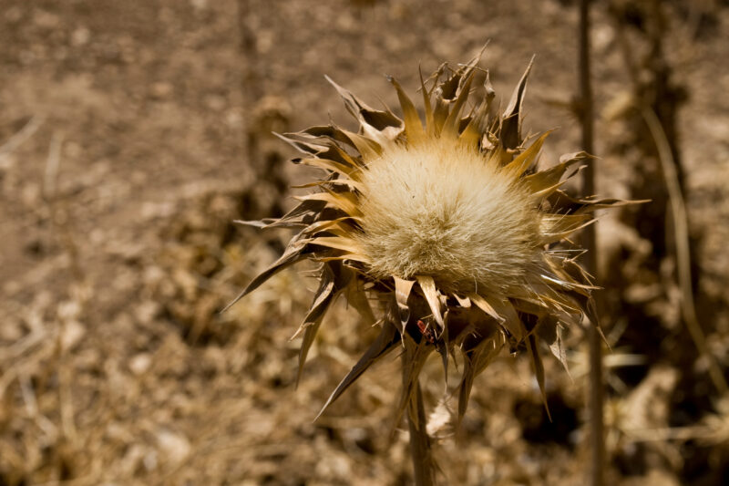 Photo: Dry Thistle — Jordan, thistle