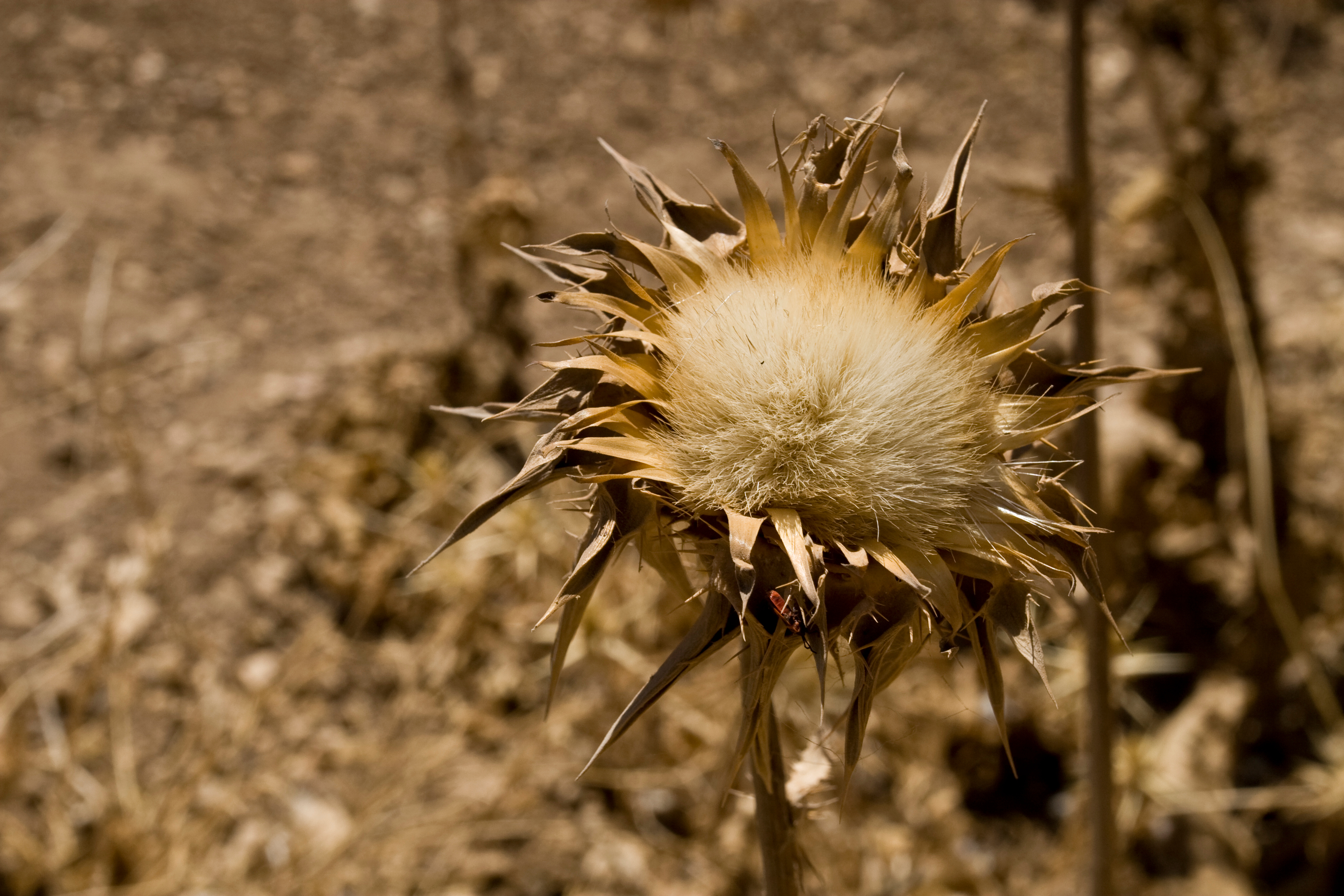 Dry Thistle