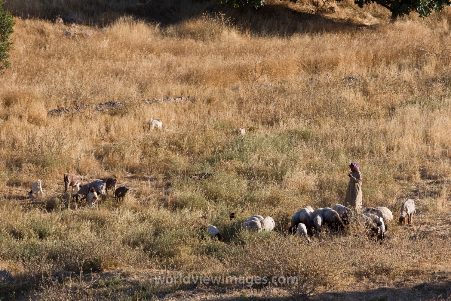 Shepherd watching Flock