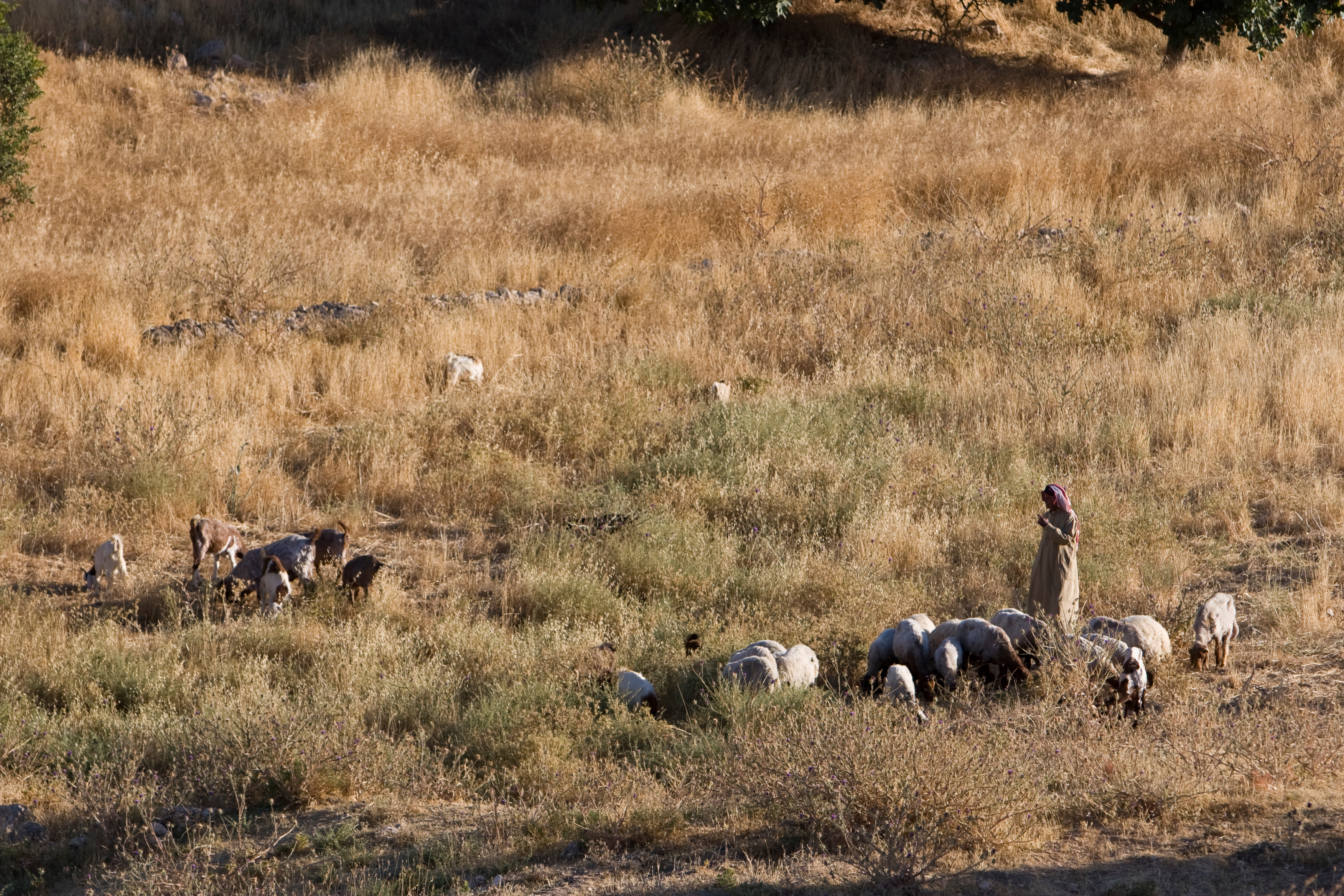 Shepherd watching Flock
