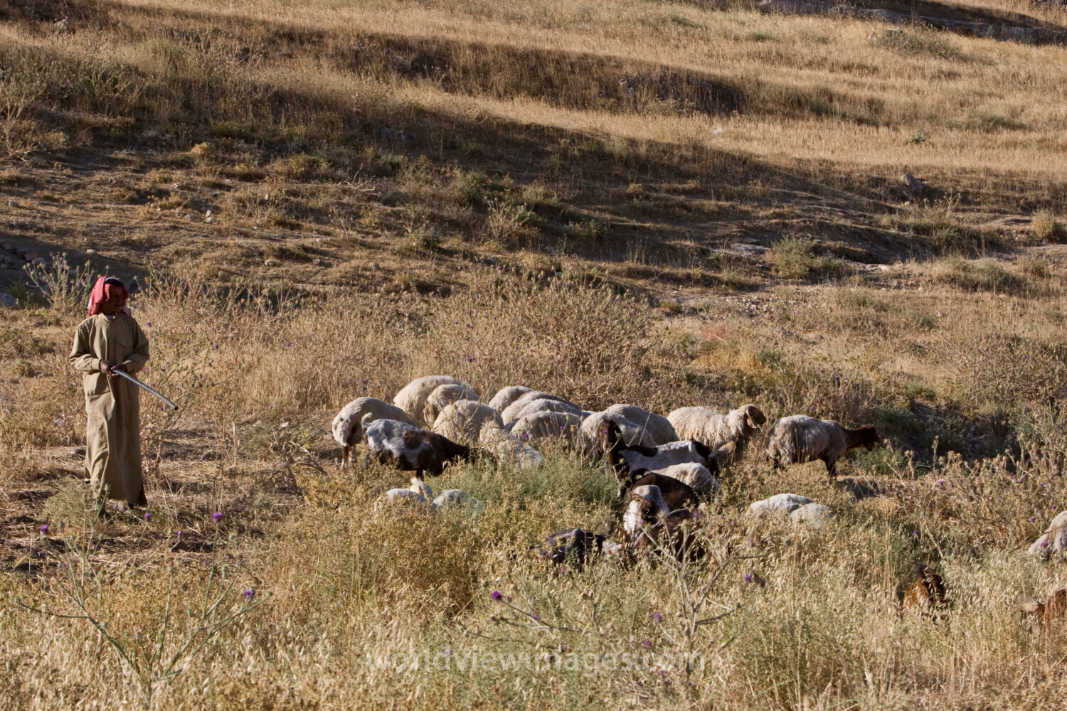 Shepherd watching Flock