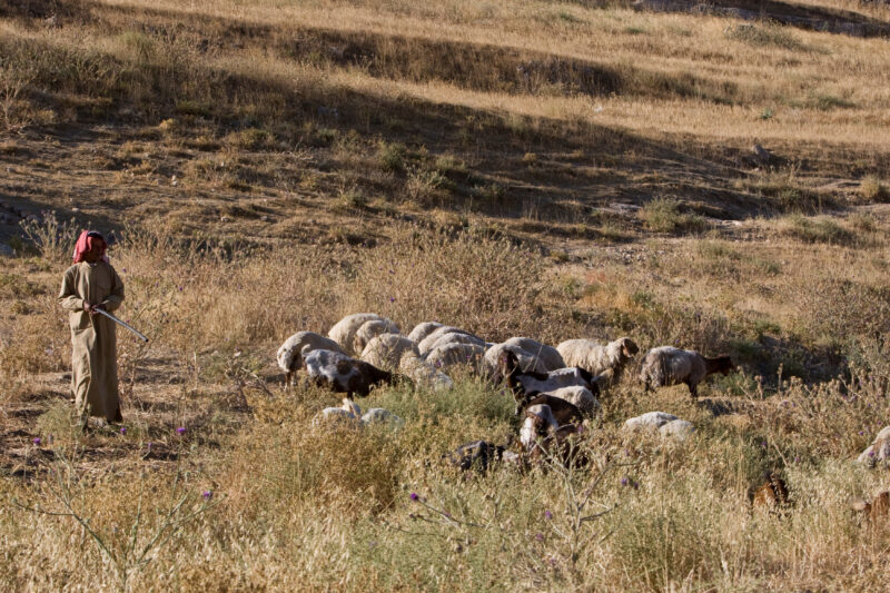 Shepherd watching Flock — Like a scene out of the Bible, a shepherd cares for his flock in a dry field near Hesbas, Jordan — Archaeology, Jordan, sheep, shep...