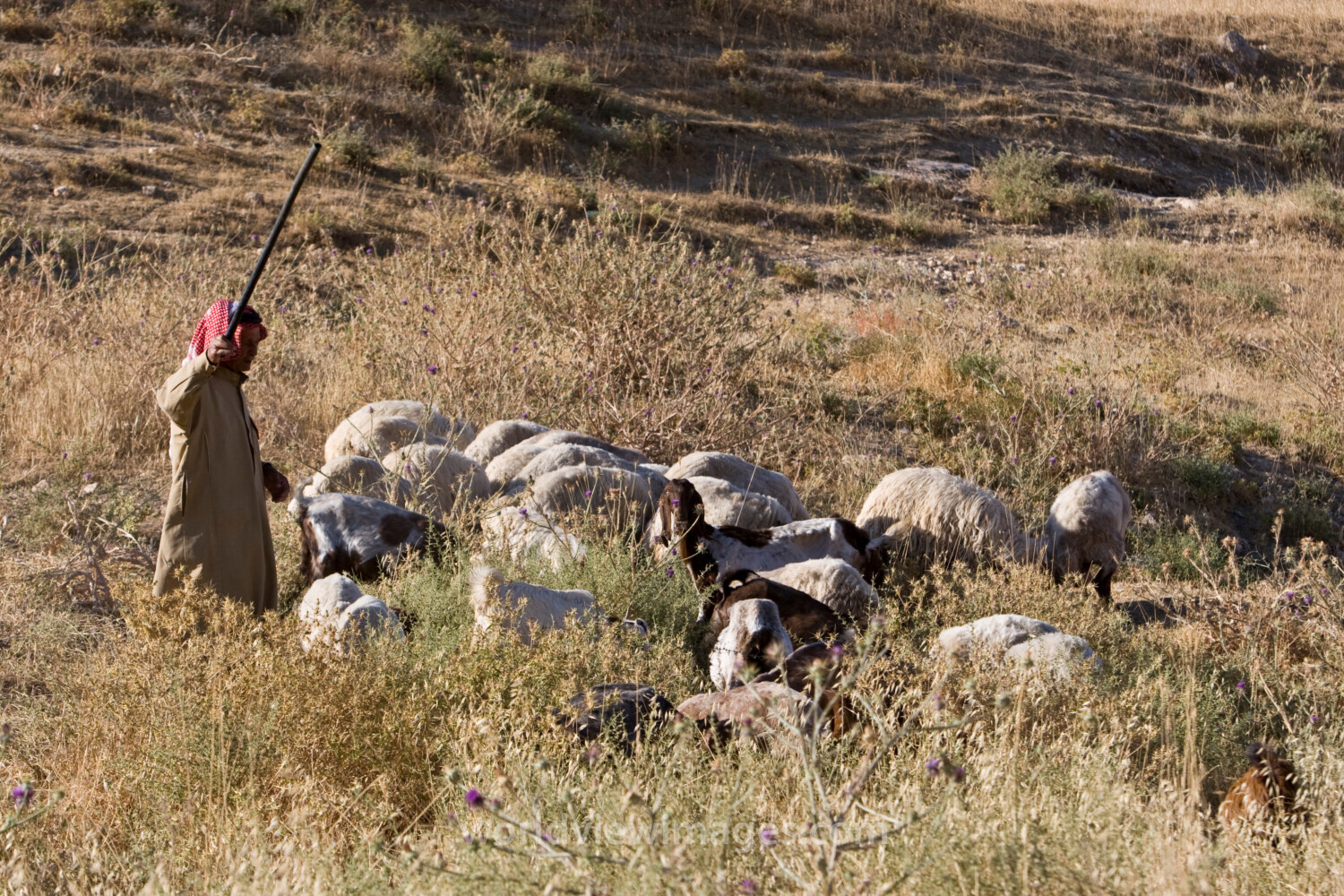 Shepherd watching Flock