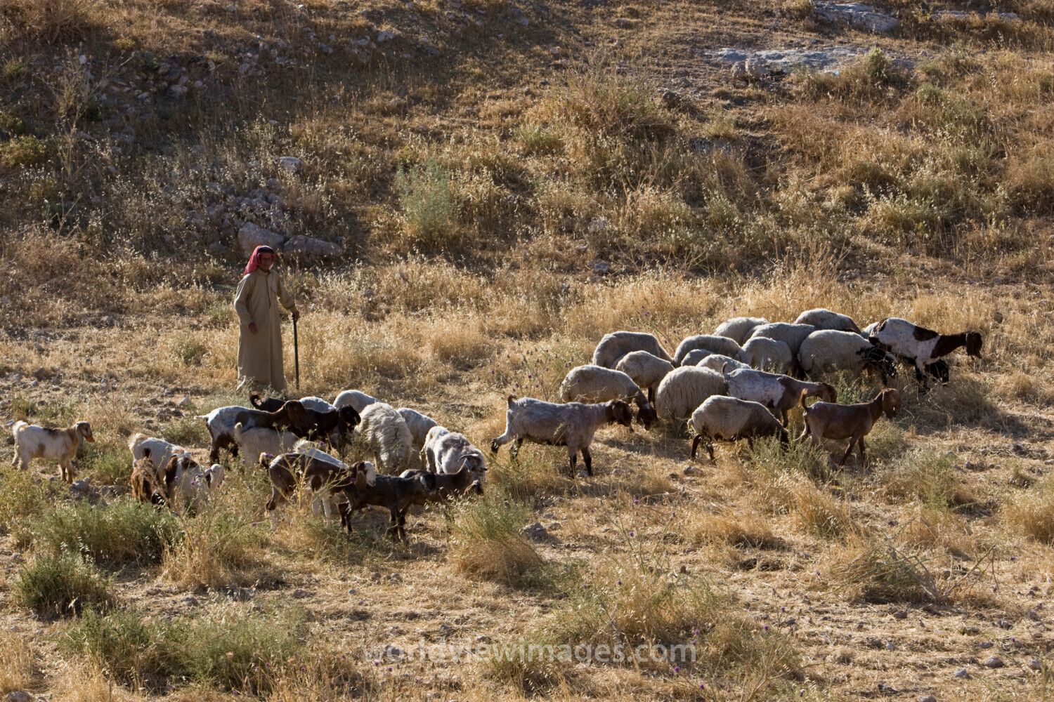 Shepherd watching Flock