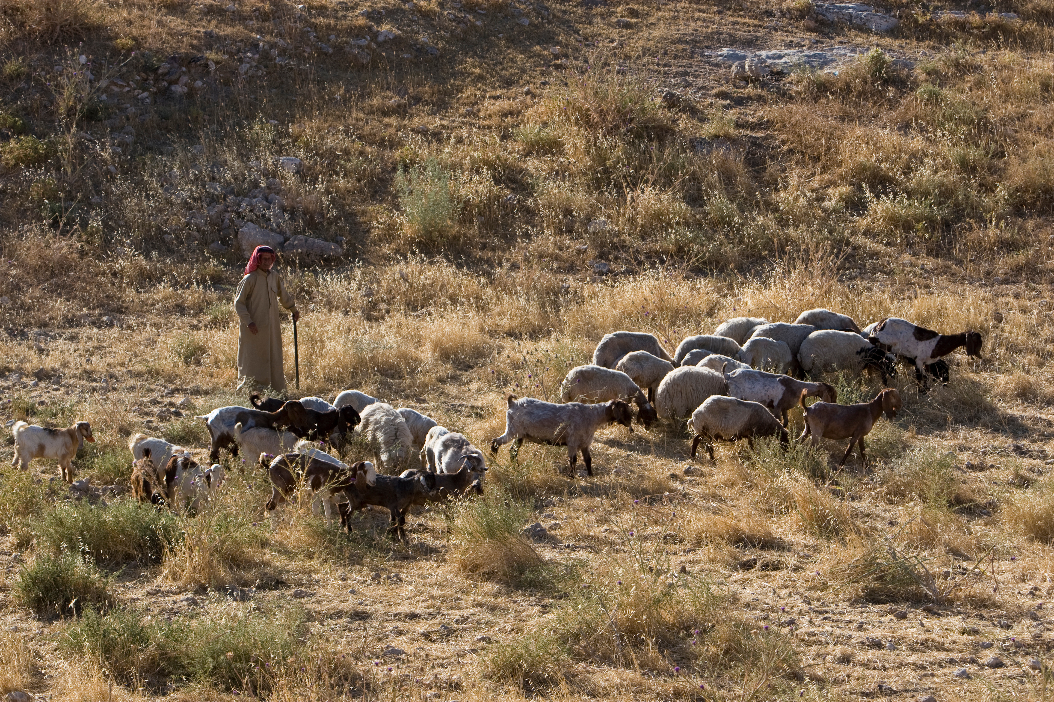 Shepherd watching Flock