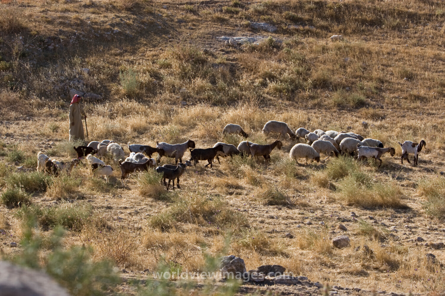 Shepherd watching Flock