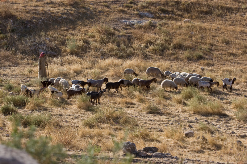 Shepherd watching Flock — Like a scene out of the Bible, a shepherd cares for his flock in a dry field near Hesbas, Jordan — Archaeology, Jordan, sheep, shep...