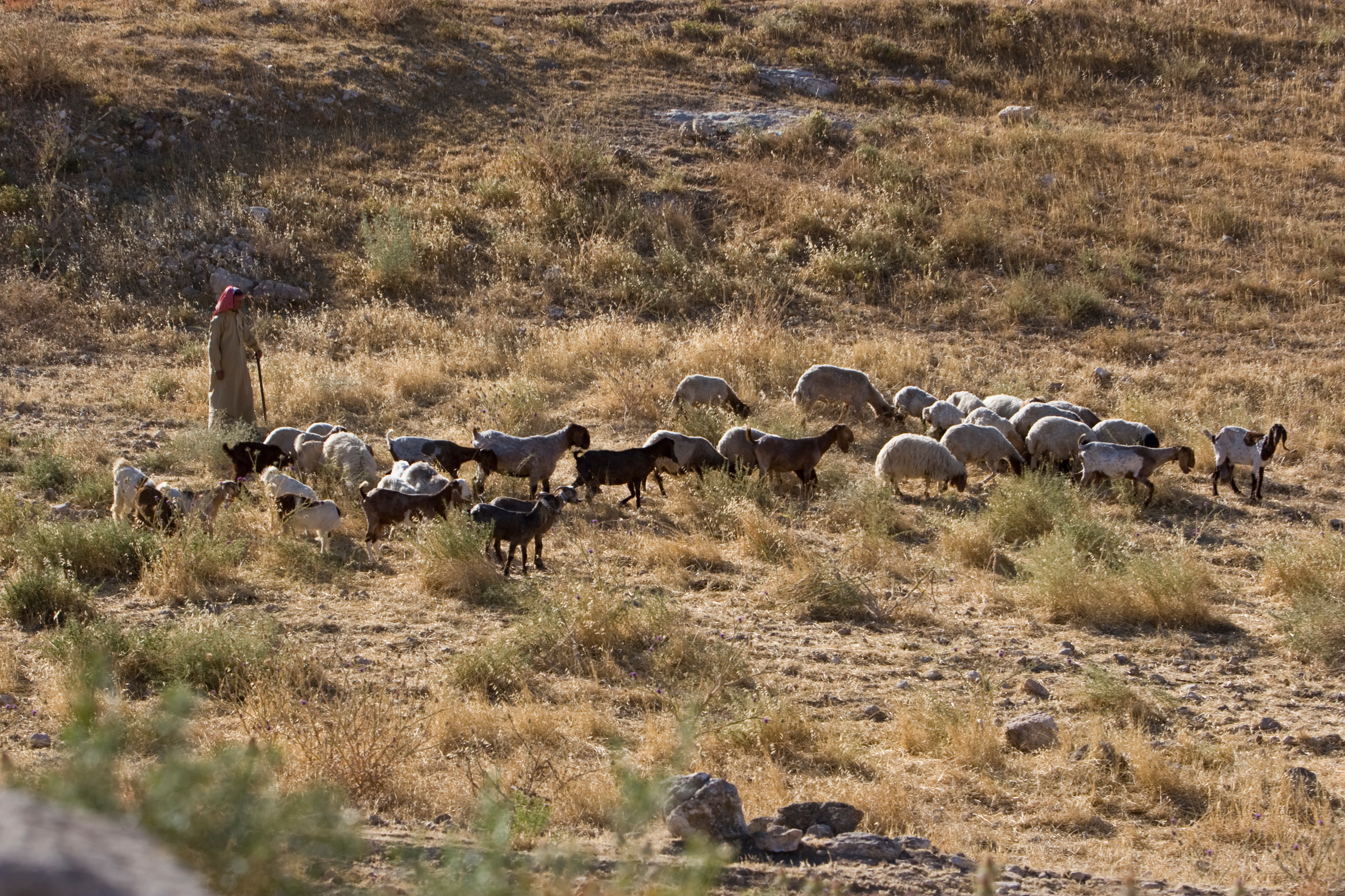 Shepherd watching Flock