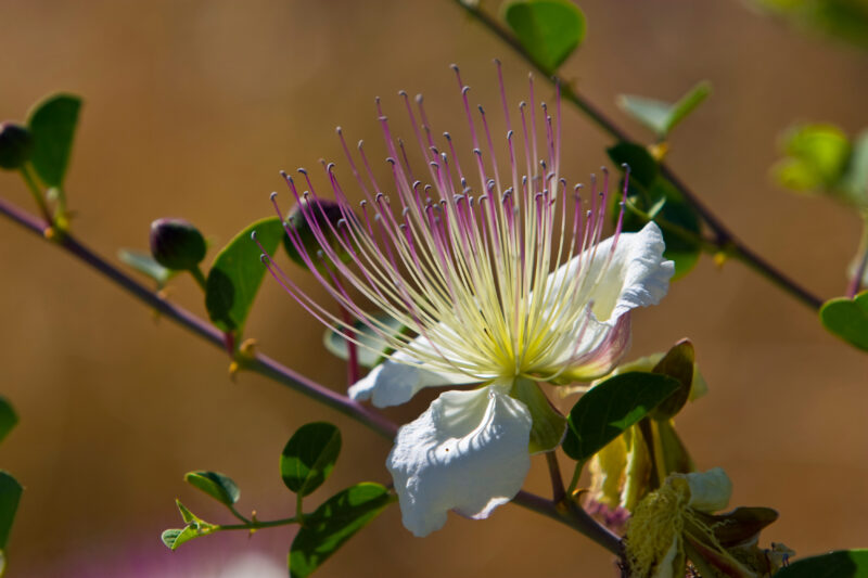 Flower in Jordan — Archaeology, Jordan