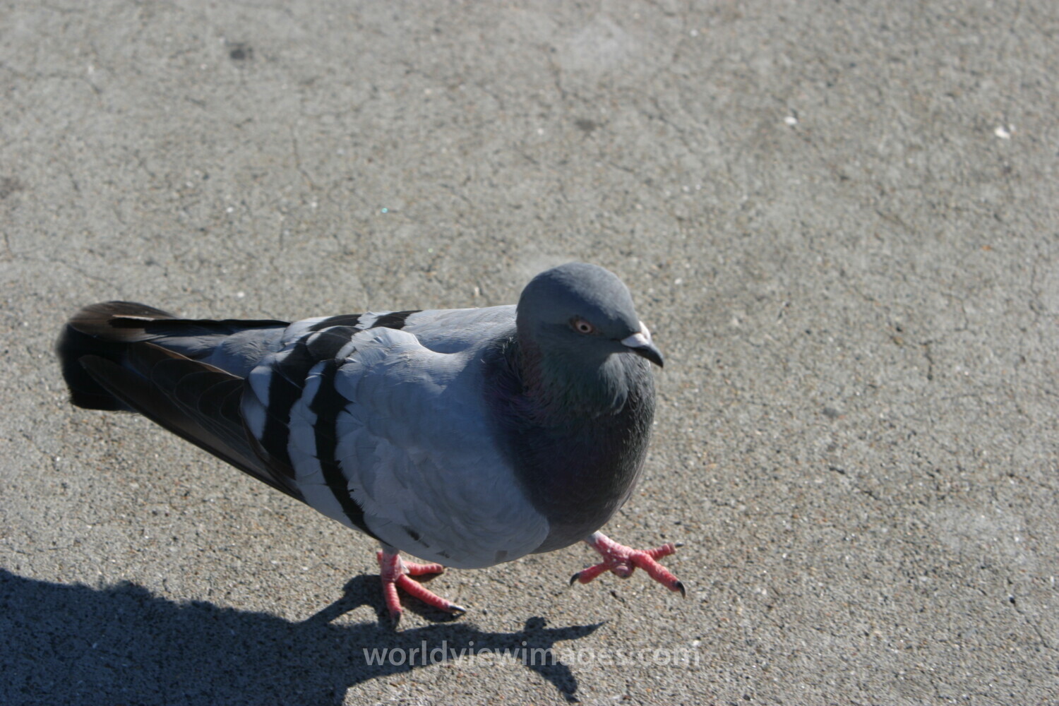Pigeon