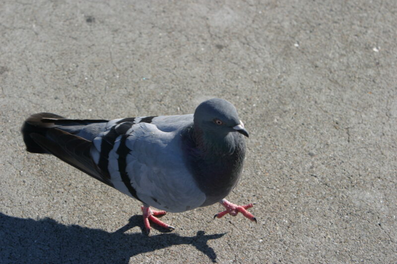 Pigeon — United States, California, USA