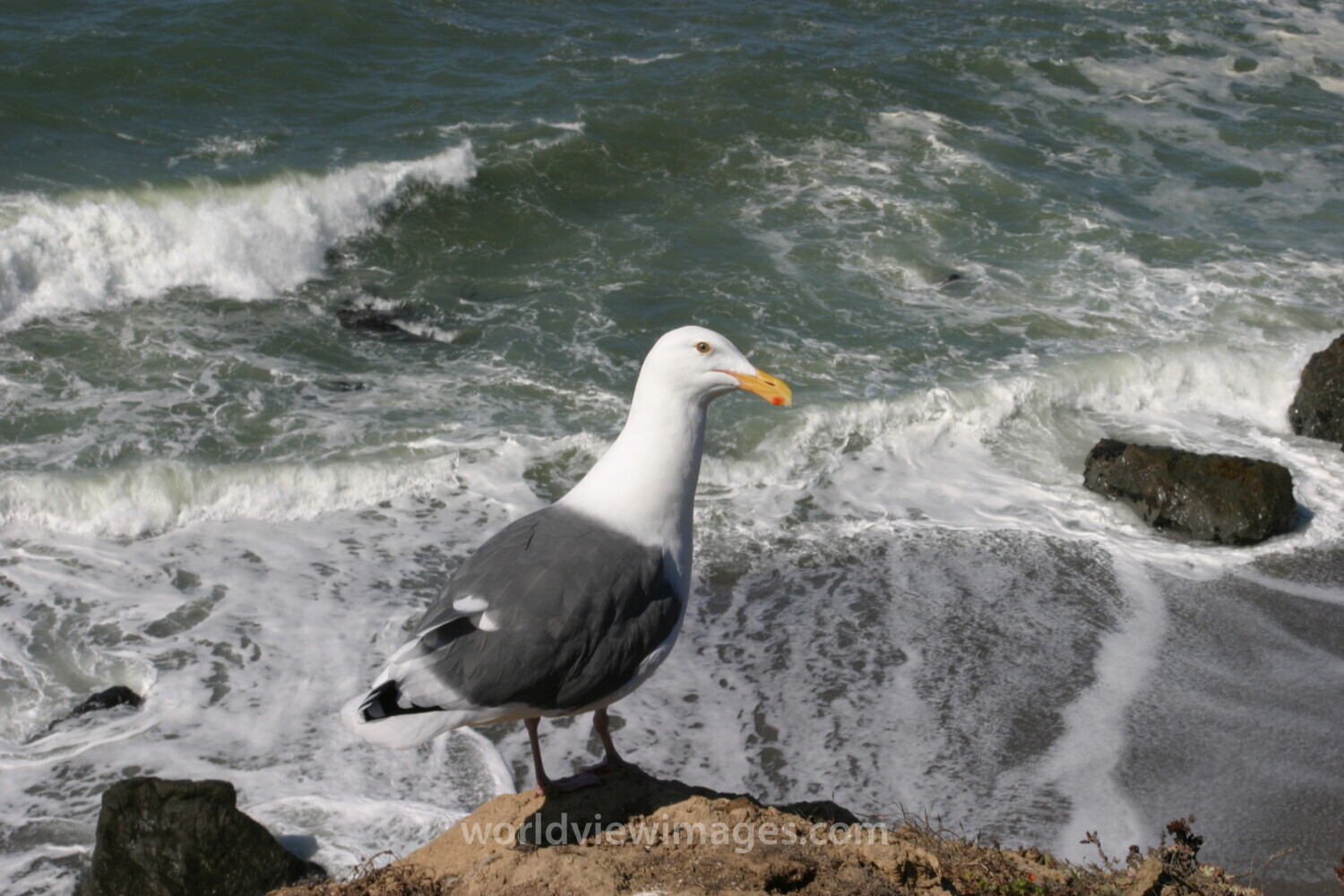 Seagull