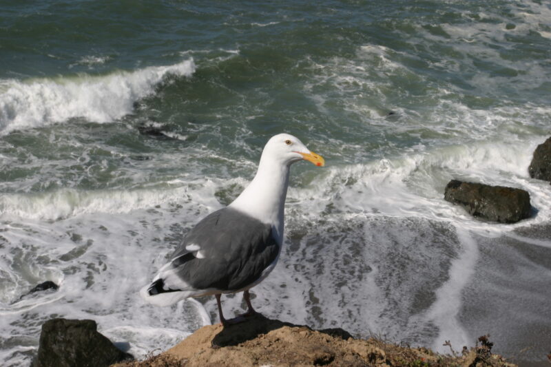 Seagull — United States, California, USA