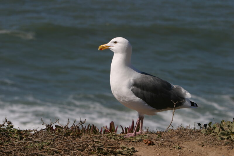 Seagull — United States, California, USA