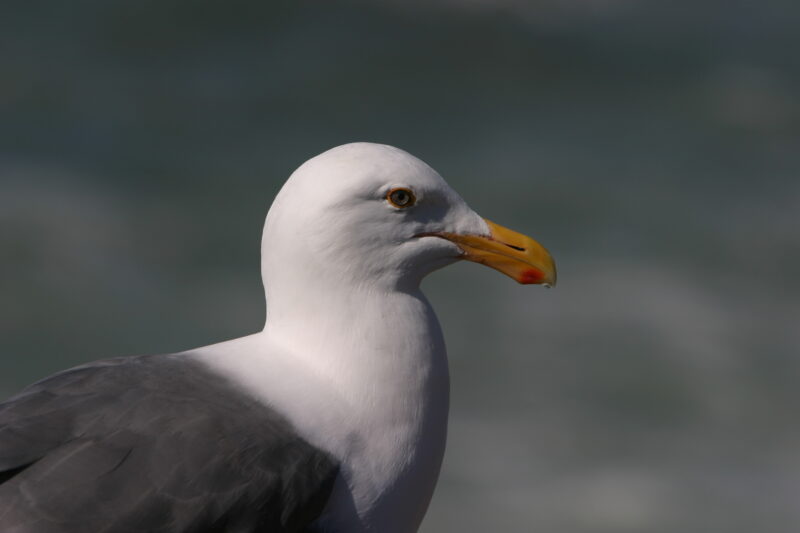 Seagull — United States, California, USA