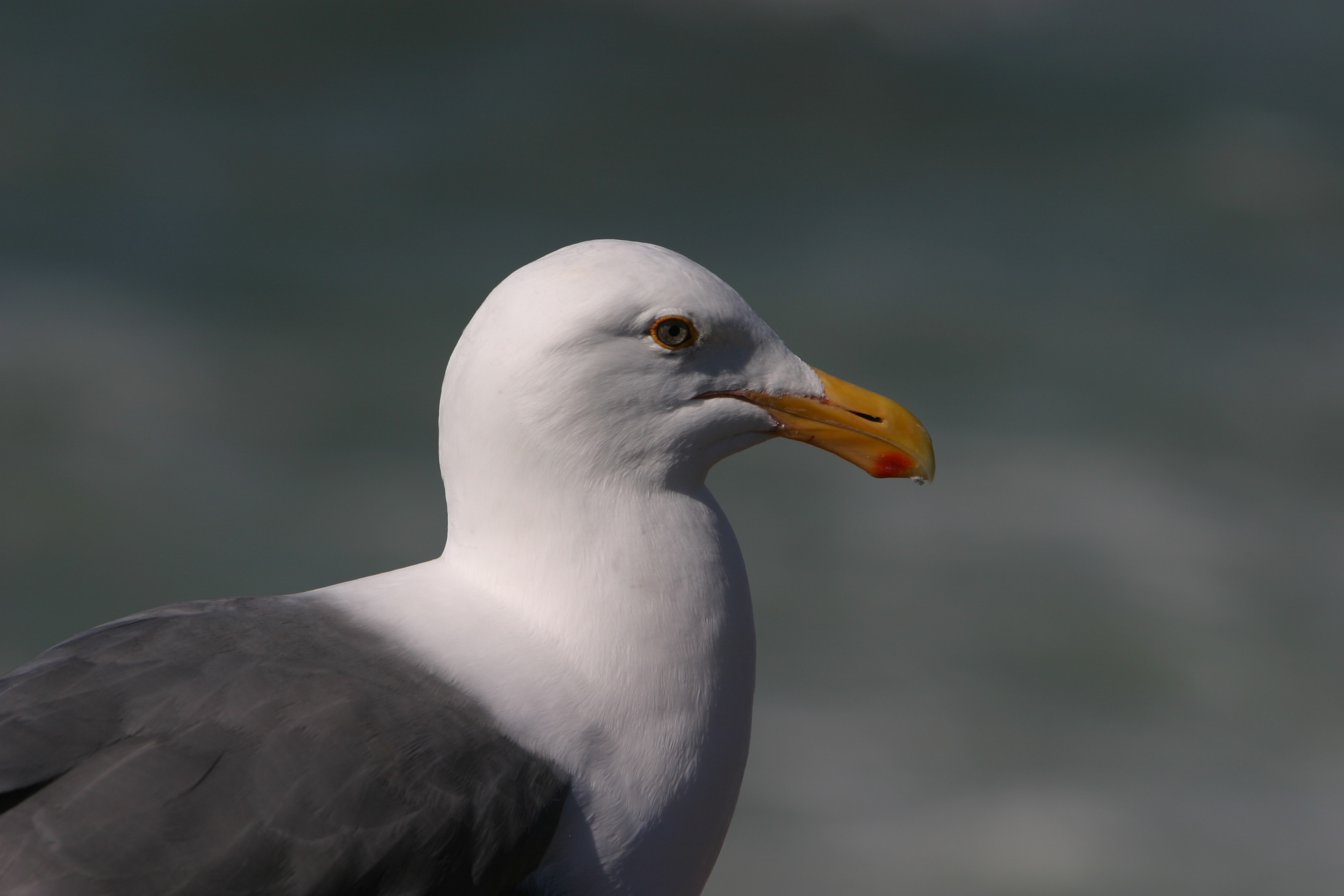 Seagull