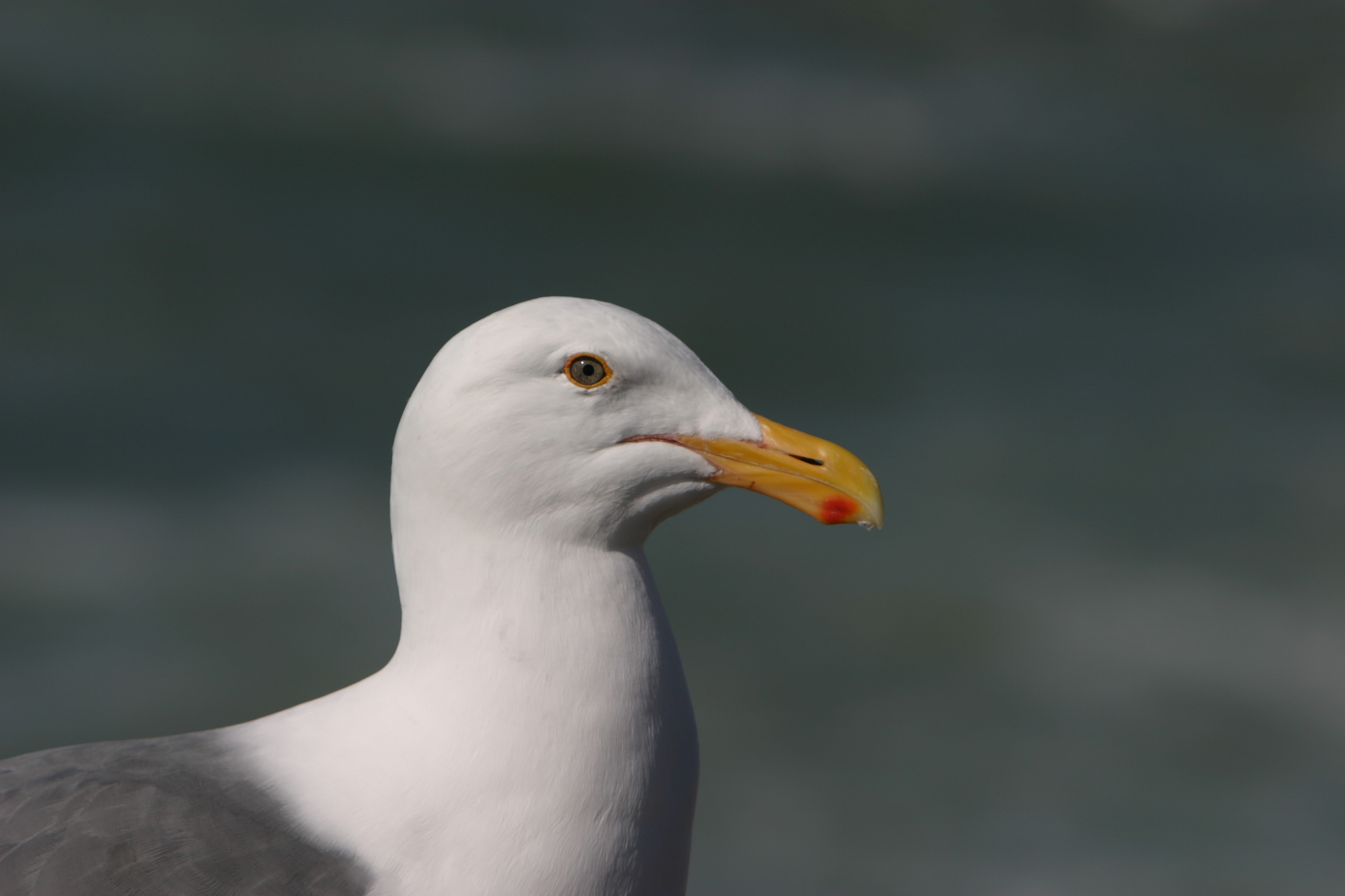 Seagull