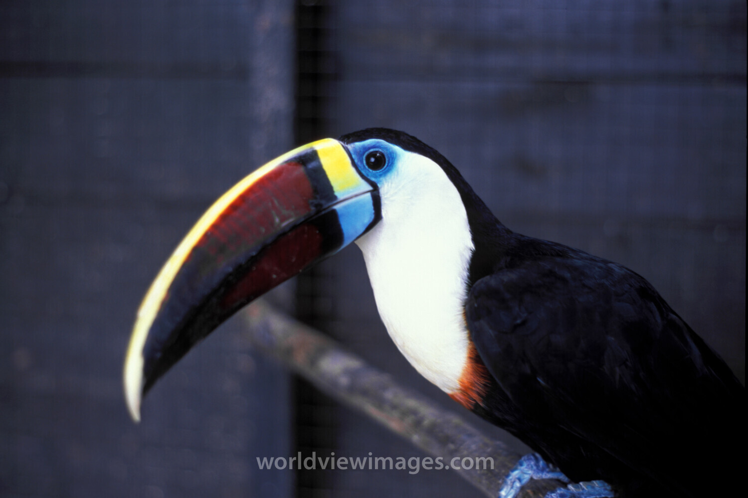 Tucan