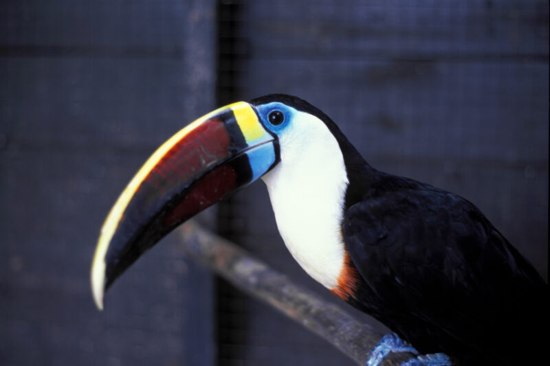 Tucan — Dominican Republic, bird, birds
