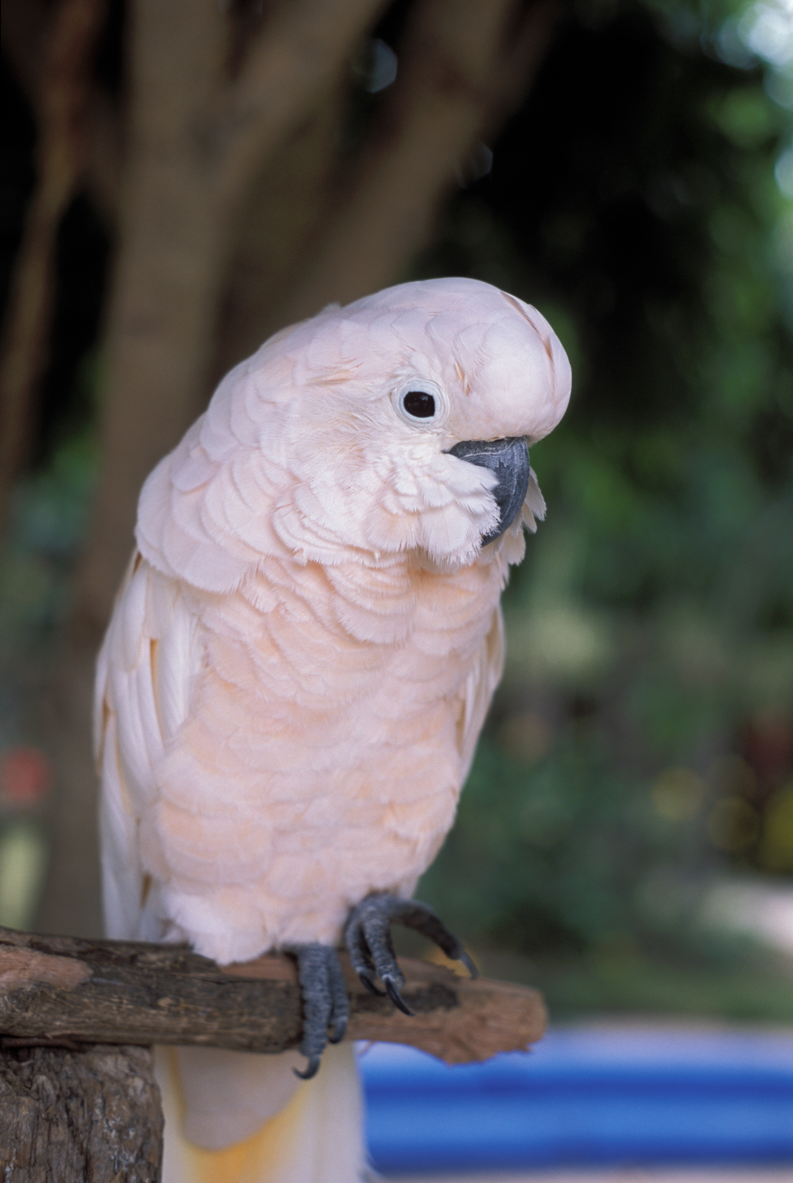 Cockatoo