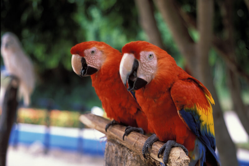 Macaw — Dominican Republic, bird, birds