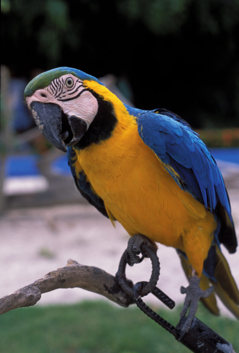 Macaw — Dominican Republic, bird, birds