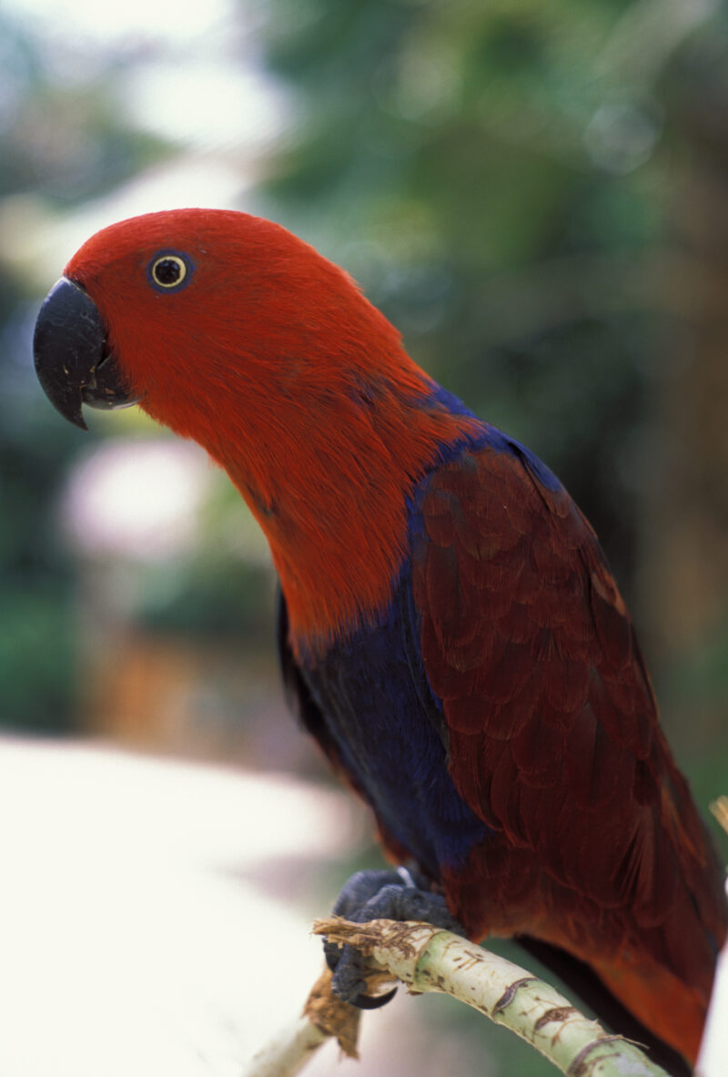 Parrot — Dominican Republic, bird, birds