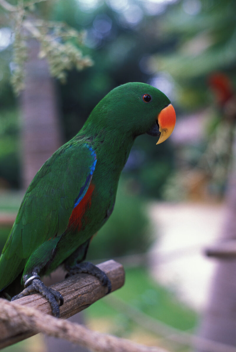 Parrot — Dominican Republic, bird, birds