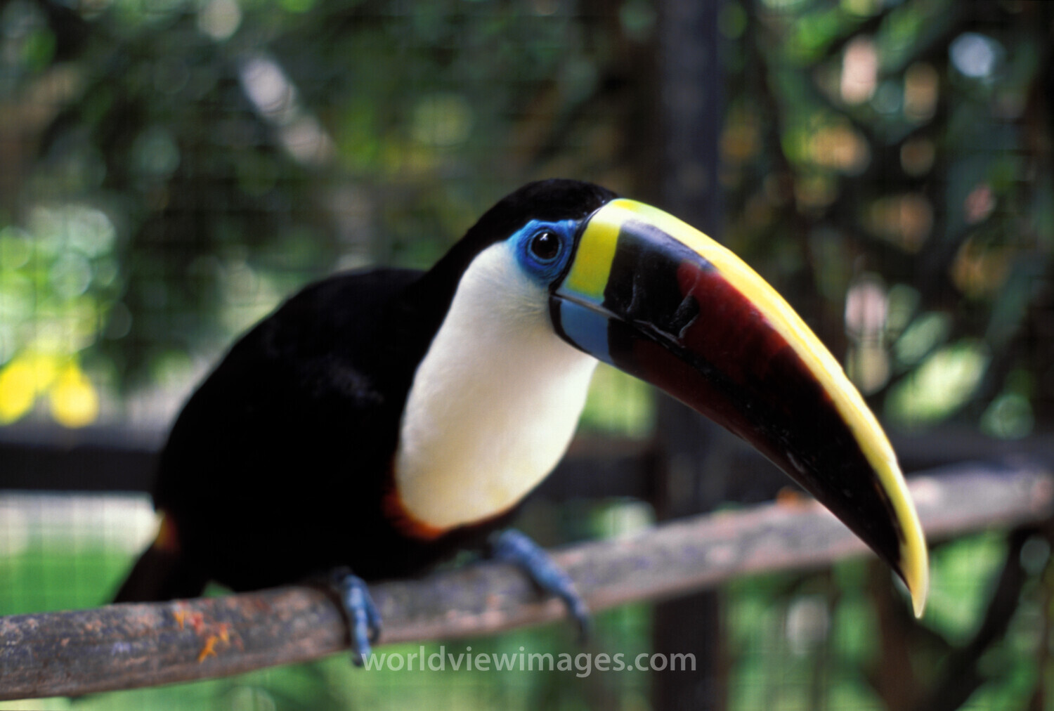 Tucan