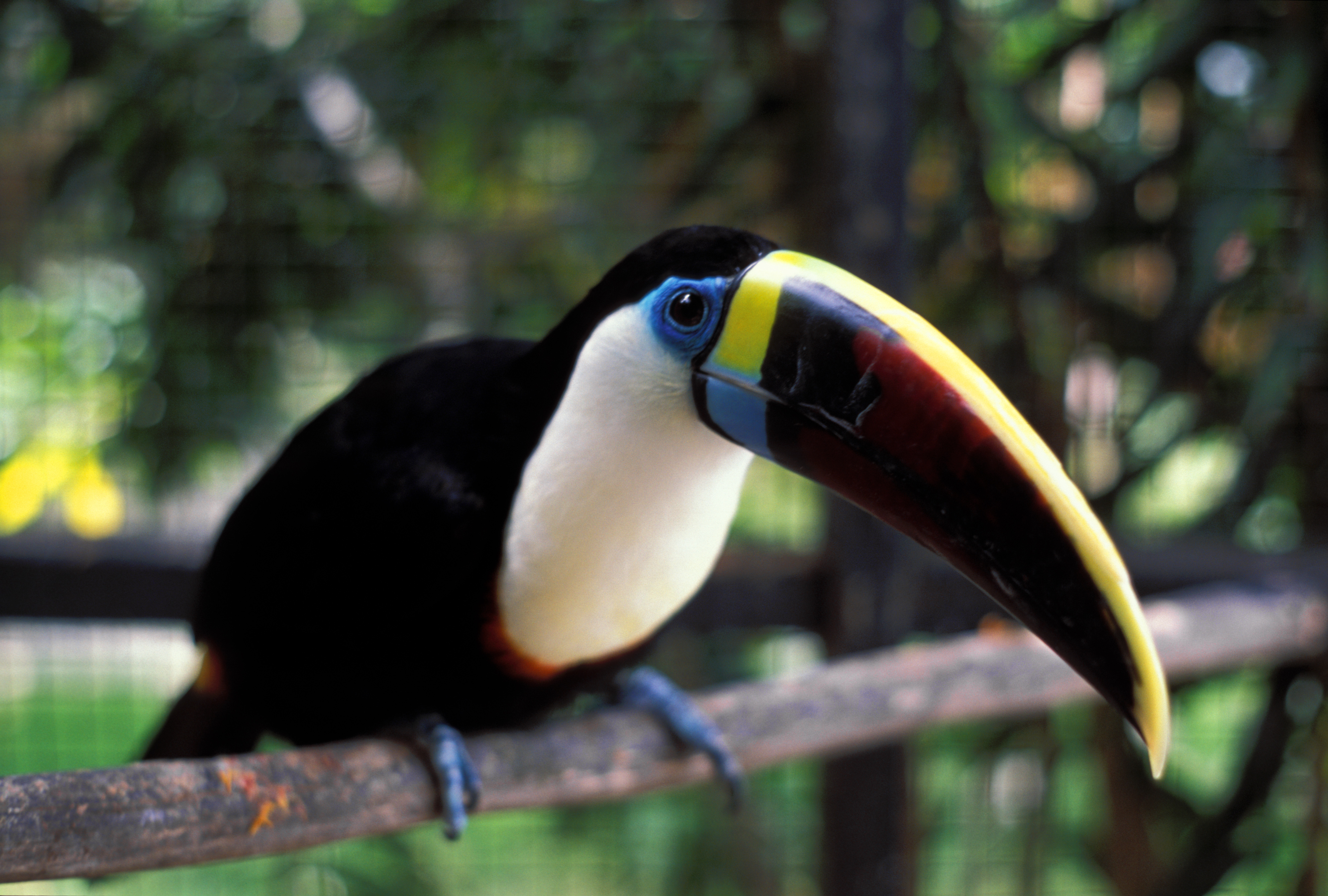 Tucan