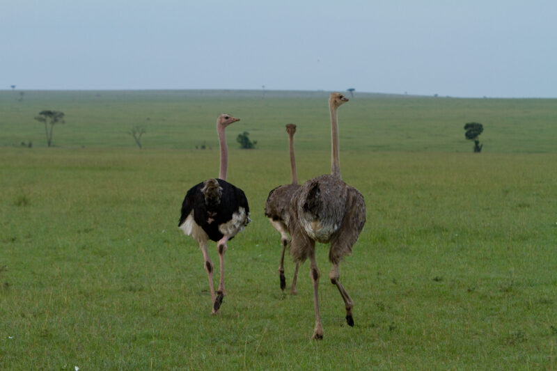 Austrich — Maasai Mara — Africa, Kenya, Masai Mara