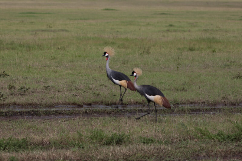 Birds of Masai Mara — Maasai Mara — Africa, Kenya