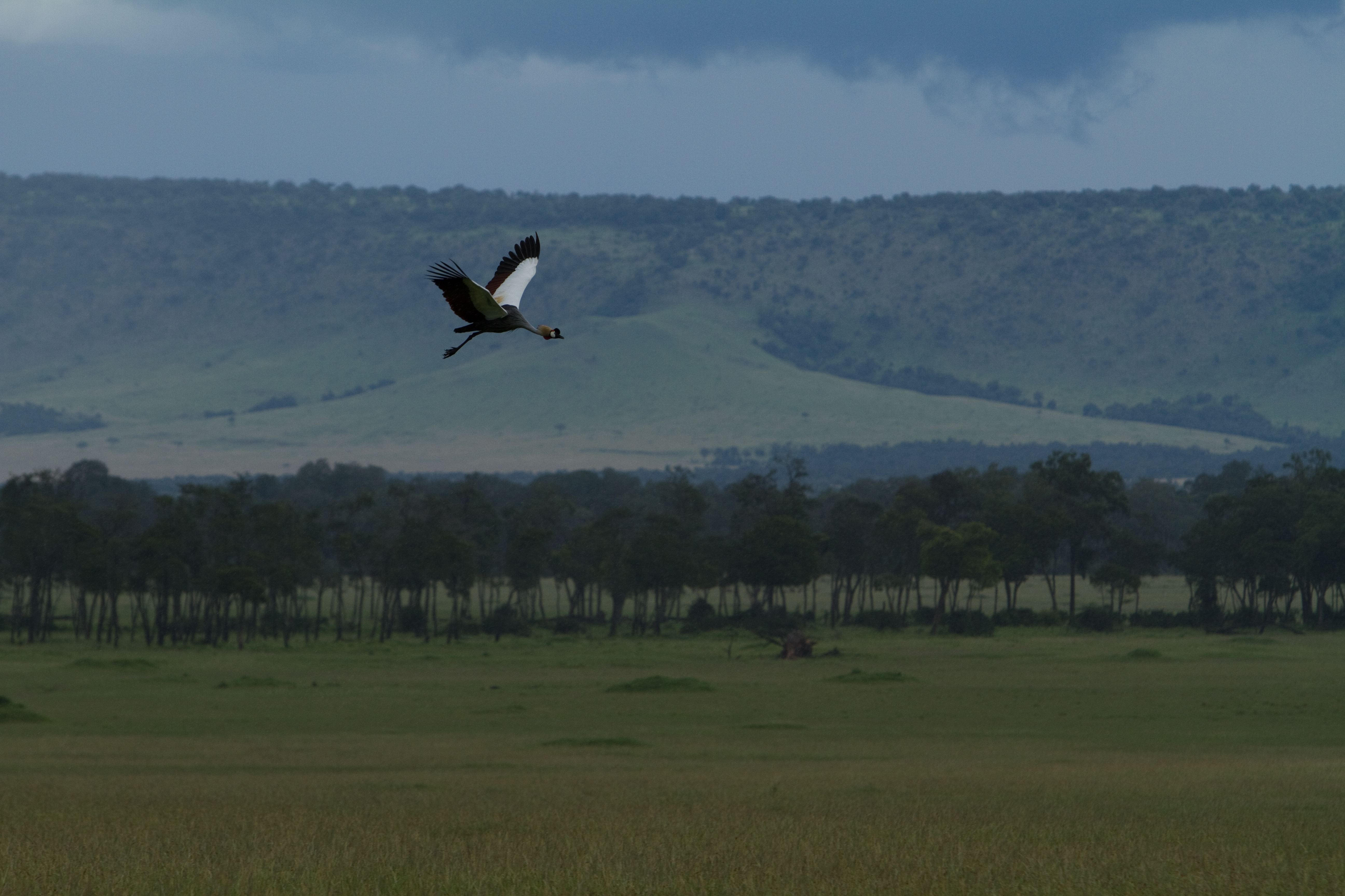 Birds of Masai Mara