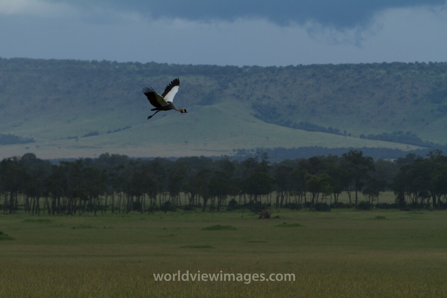 Birds of Masai Mara