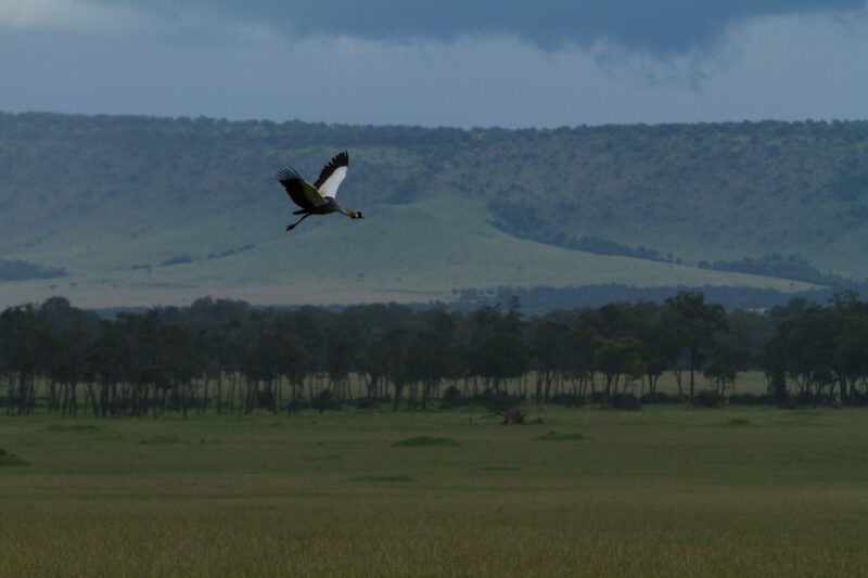 Birds of Masai Mara — Maasai Mara — Africa, Kenya