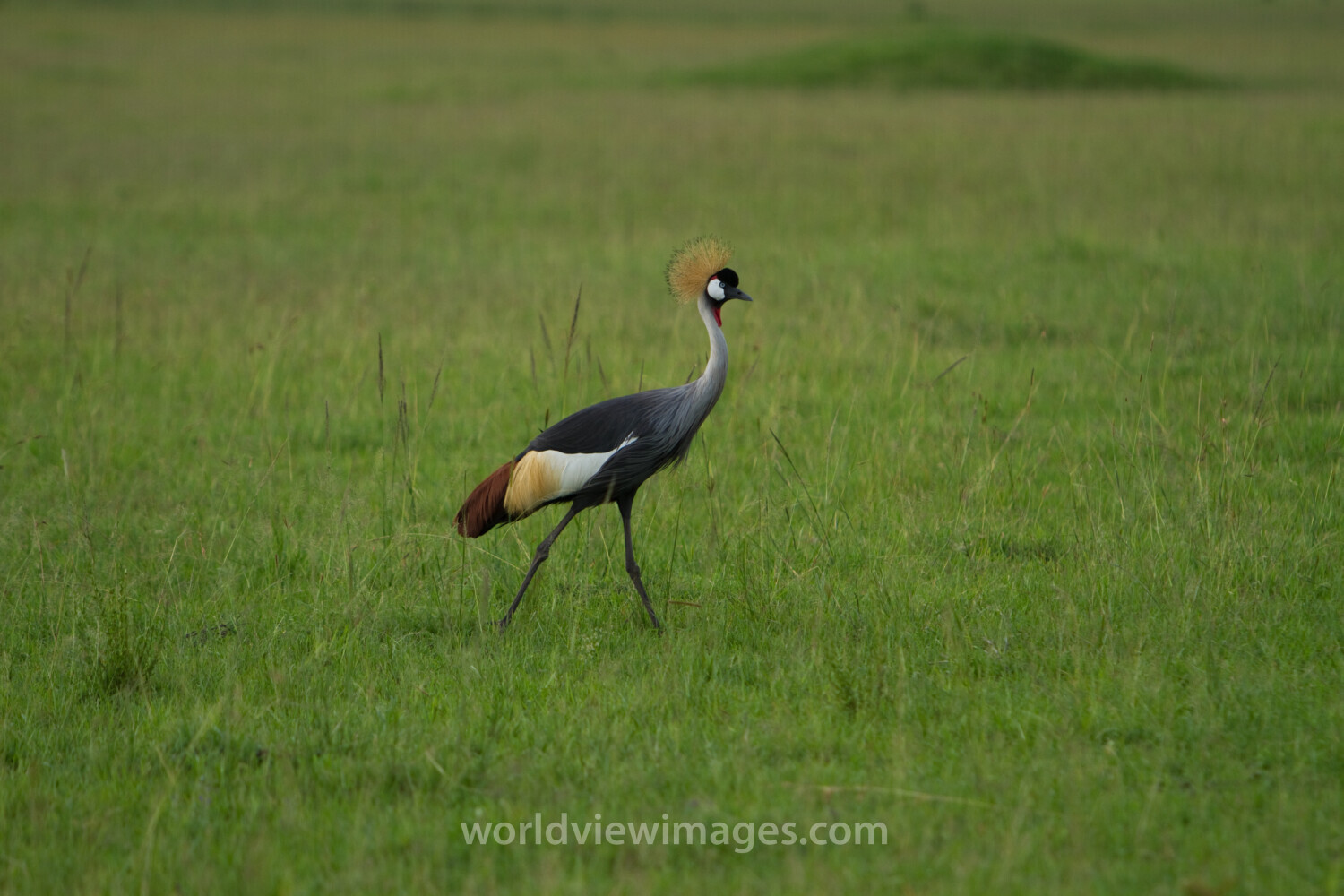 Birds of Masai Mara