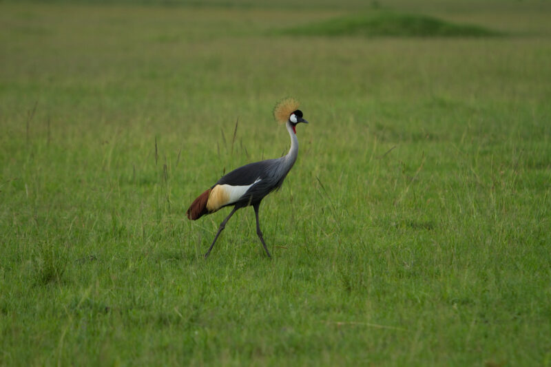 Birds of Masai Mara — Maasai Mara — Africa, Kenya