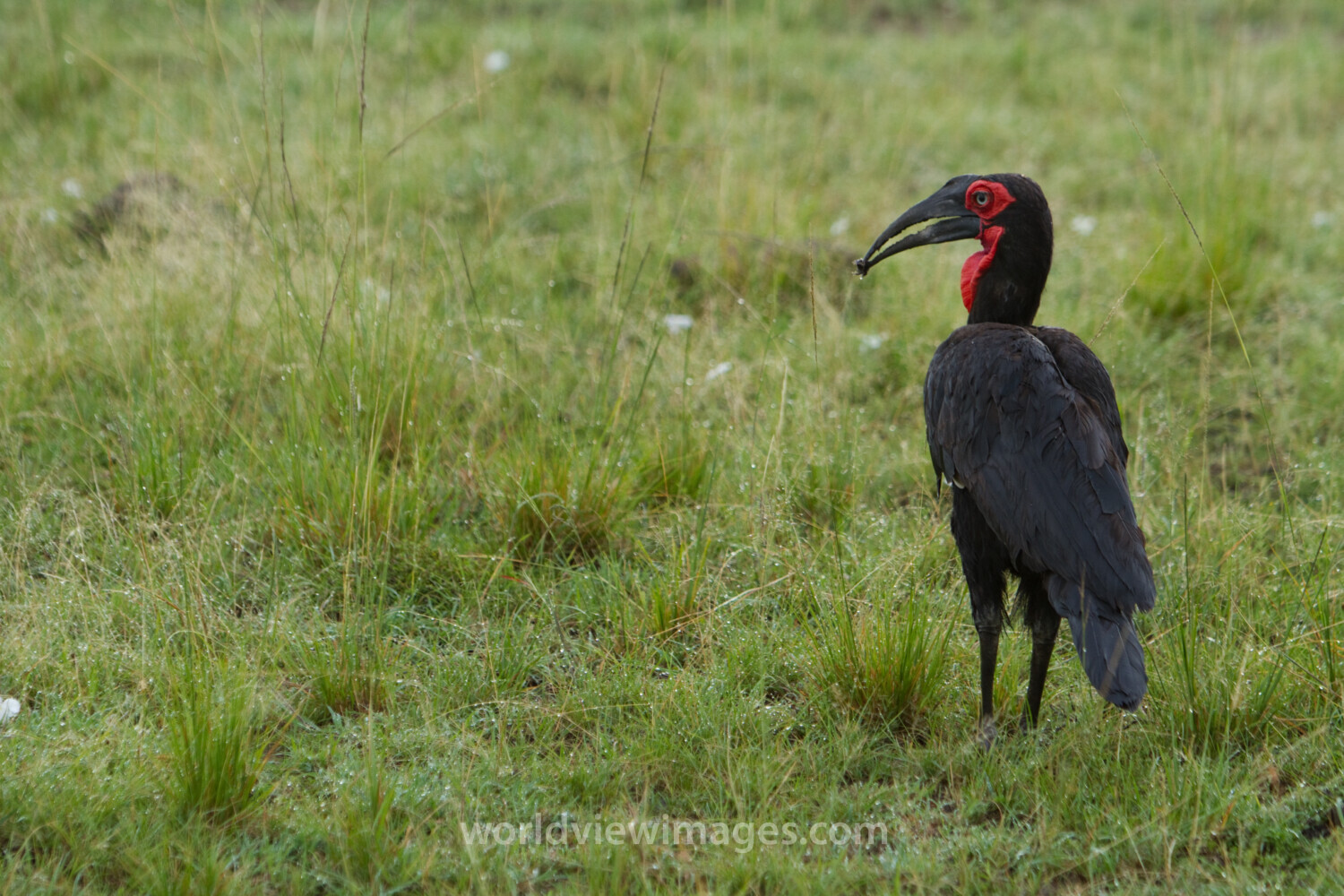 Birds of Masai Mara
