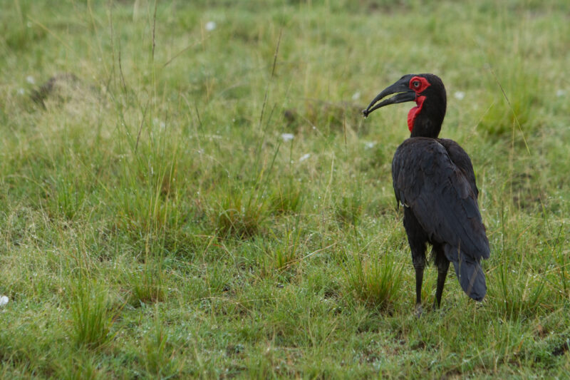 Birds of Masai Mara — Maasai Mara — Africa, Kenya