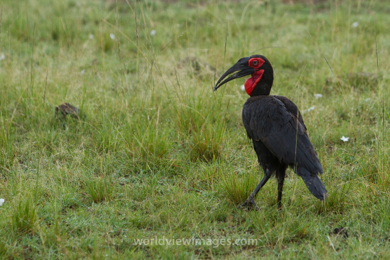Birds of Masai Mara