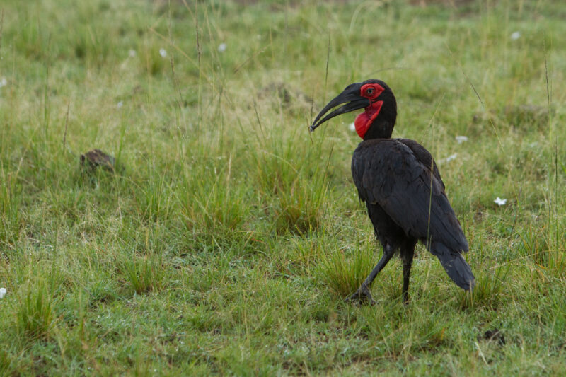 Birds of Masai Mara — Maasai Mara — Africa, Kenya