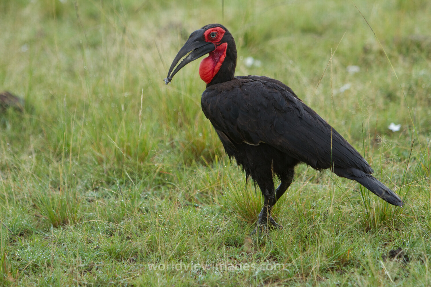 Birds of Masai Mara